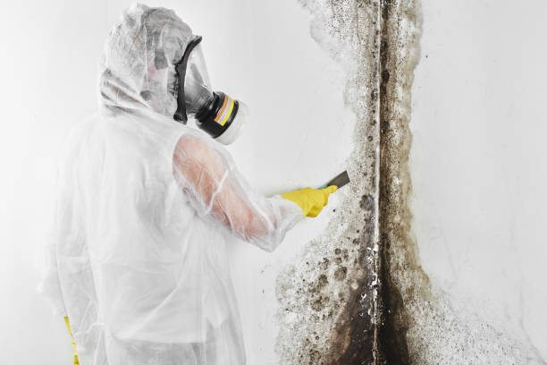 Best Black Mold Removal  in Bethel Rk, PA
